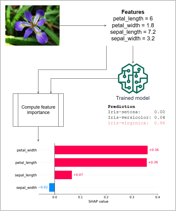 Predicting an iris by using measured features and SHAP attributions